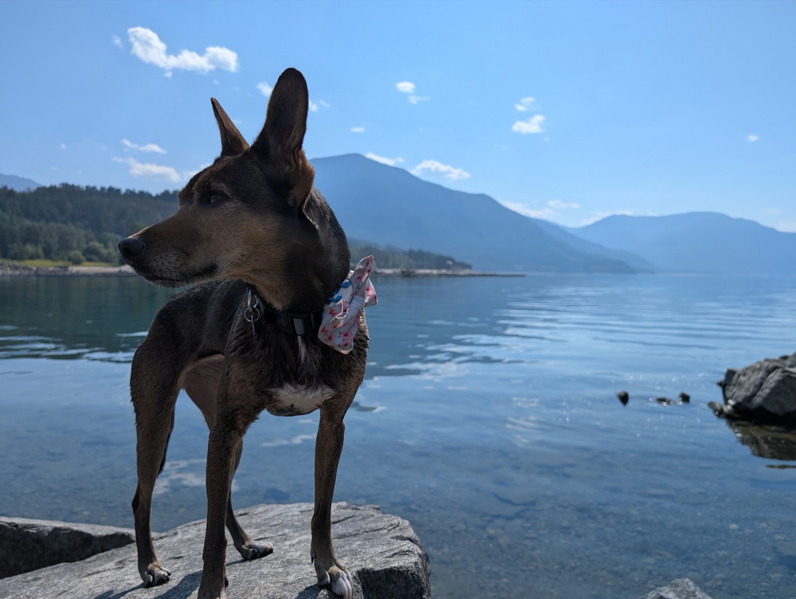 A dog in a bandana on a rock by Okanagan Lake